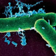 Illustration for article titled Its Time To End The Forbidden Microbes List, Say Scientists